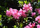 rhododendron02