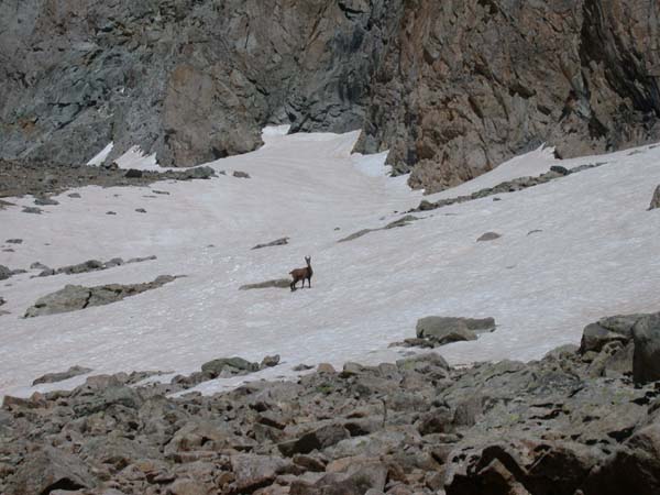 pic_nord_cavales_ 011