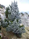 cham_sapins_givres.jpg (118435 octets)