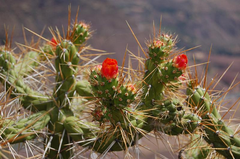 DSC_5031.JPG - Cactus fleuri