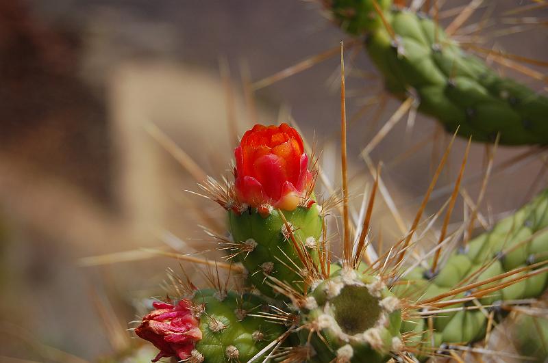 DSC_5032.JPG - Fleur de cactus. Les épines servent d'aiguilles pour la couture....