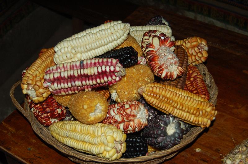 DSC_5093.JPG - Différentes sortes de maïs. Les incas connaissaient plus de 1000 sortes de maïs.