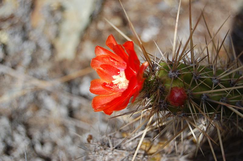 DSC_5196.JPG - Fleur de cactus