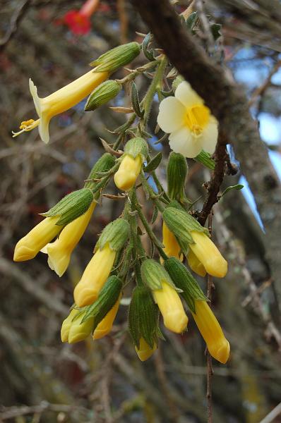 DSC_5437.JPG - Les fleurs du Pérou: Cantuta. Elles peuvent être jaunes ou rouges. Elles fleurissent toute l'année.