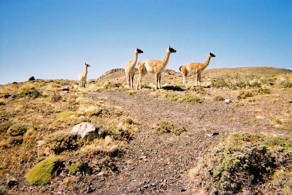 patagonie__031